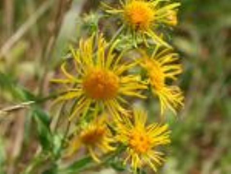 Inula Britanica Extract  